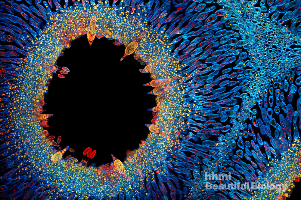 The Bio-Inspired Shift (Exosomes vs.&nbsp;Liposomes)